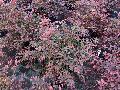 Purple Diamond Loropetalum / Loropetalum chinense 